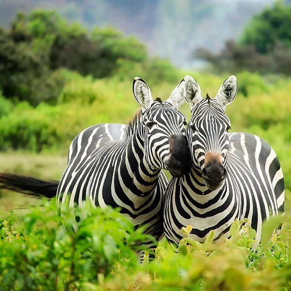 Safari-Souk-About-Kenya